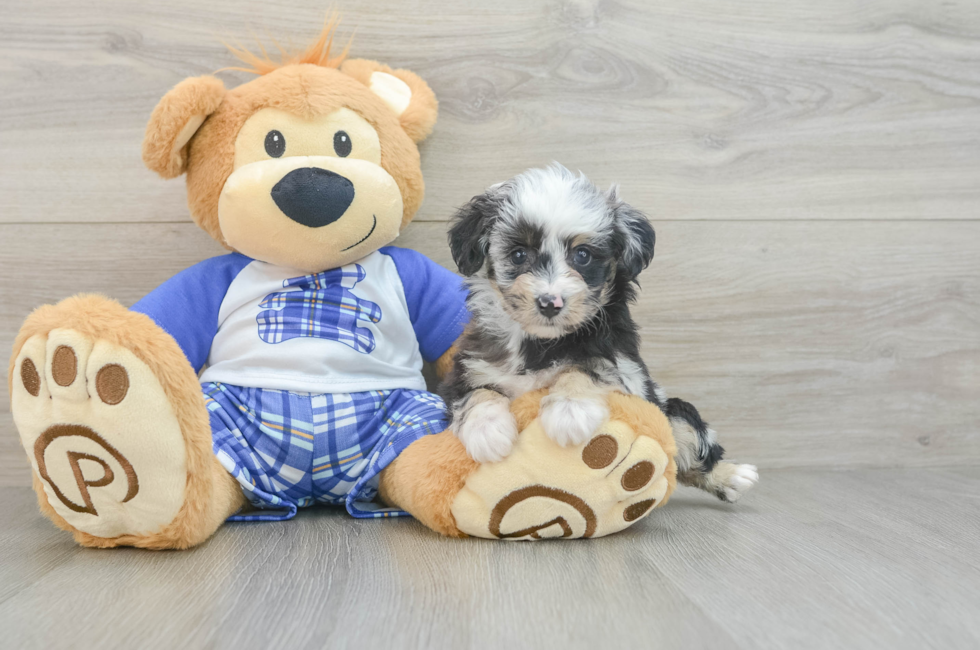 8 week old Mini Aussiedoodle Puppy For Sale - Pilesgrove Pups