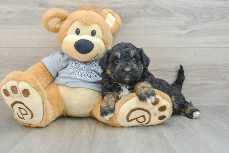 Energetic Aussie Poo Poodle Mix Puppy