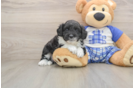 Mini Aussiedoodle Puppy for Adoption