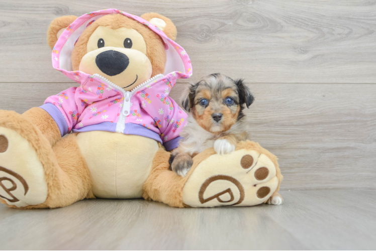 Small Mini Aussiedoodle Baby