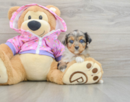 8 week old Mini Aussiedoodle Puppy For Sale - Pilesgrove Pups