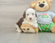7 week old Mini Aussiedoodle Puppy For Sale - Pilesgrove Pups