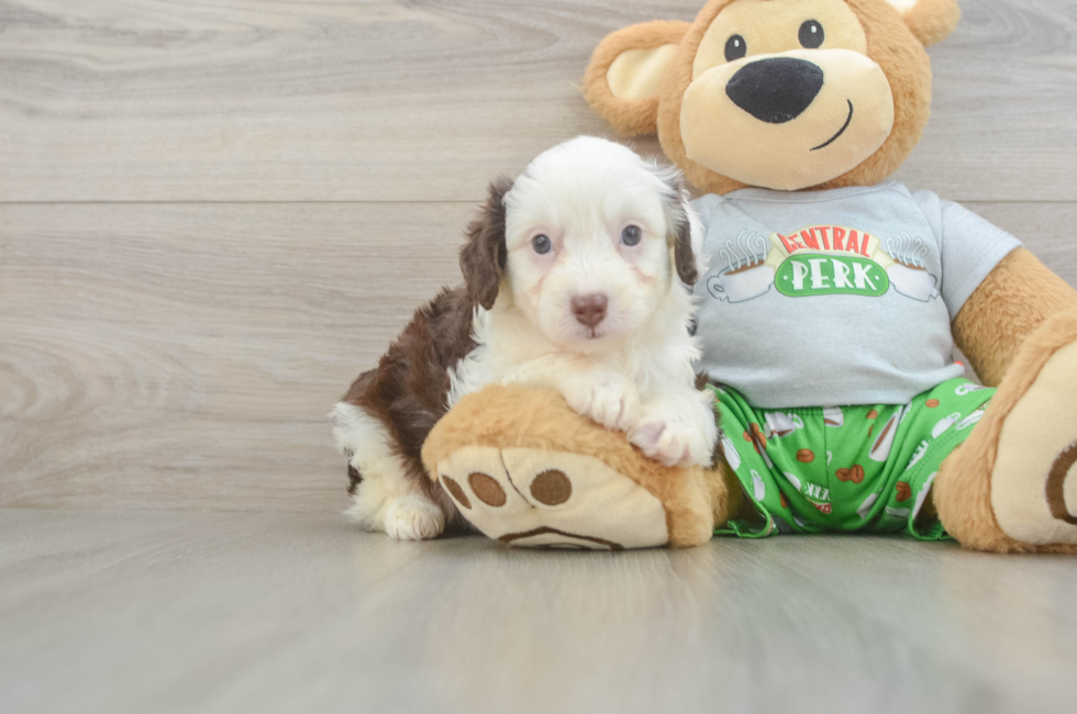 6 week old Mini Aussiedoodle Puppy For Sale - Pilesgrove Pups