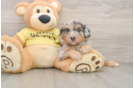 Popular Mini Aussiedoodle Poodle Mix Pup