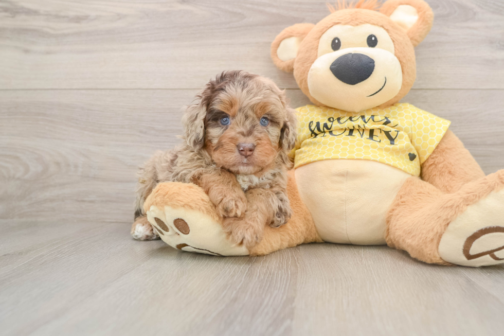 Mini Aussiedoodle Pup Being Cute