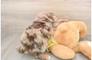 Fluffy Mini Aussiedoodle Poodle Mix Pup
