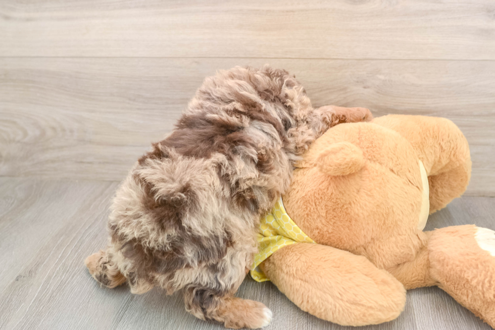 Fluffy Mini Aussiedoodle Poodle Mix Pup