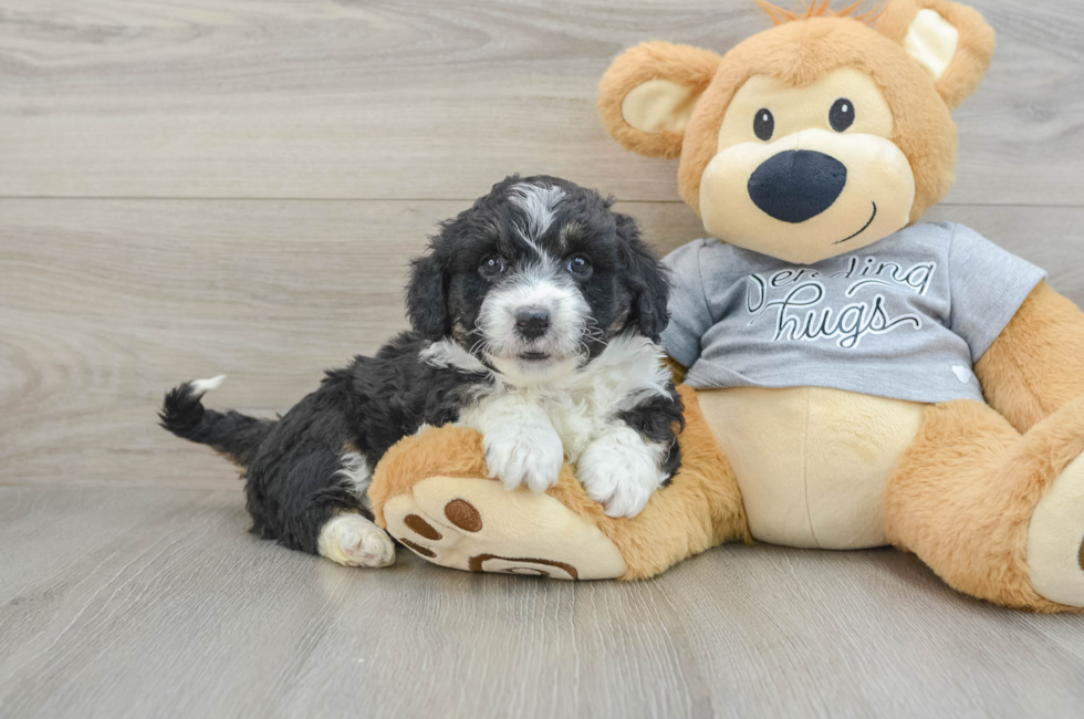 6 week old Mini Aussiedoodle Puppy For Sale - Pilesgrove Pups