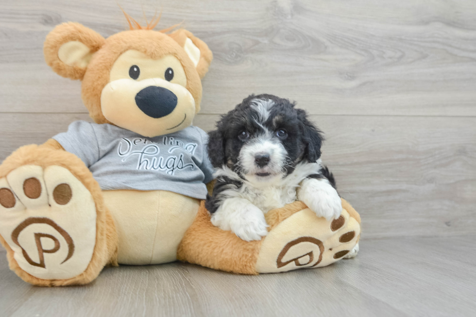 Mini Aussiedoodle Puppy for Adoption