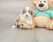 7 week old Mini Aussiedoodle Puppy For Sale - Pilesgrove Pups