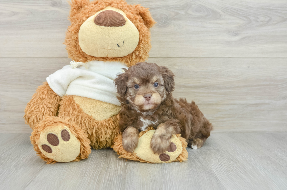 7 week old Mini Aussiedoodle Puppy For Sale - Pilesgrove Pups