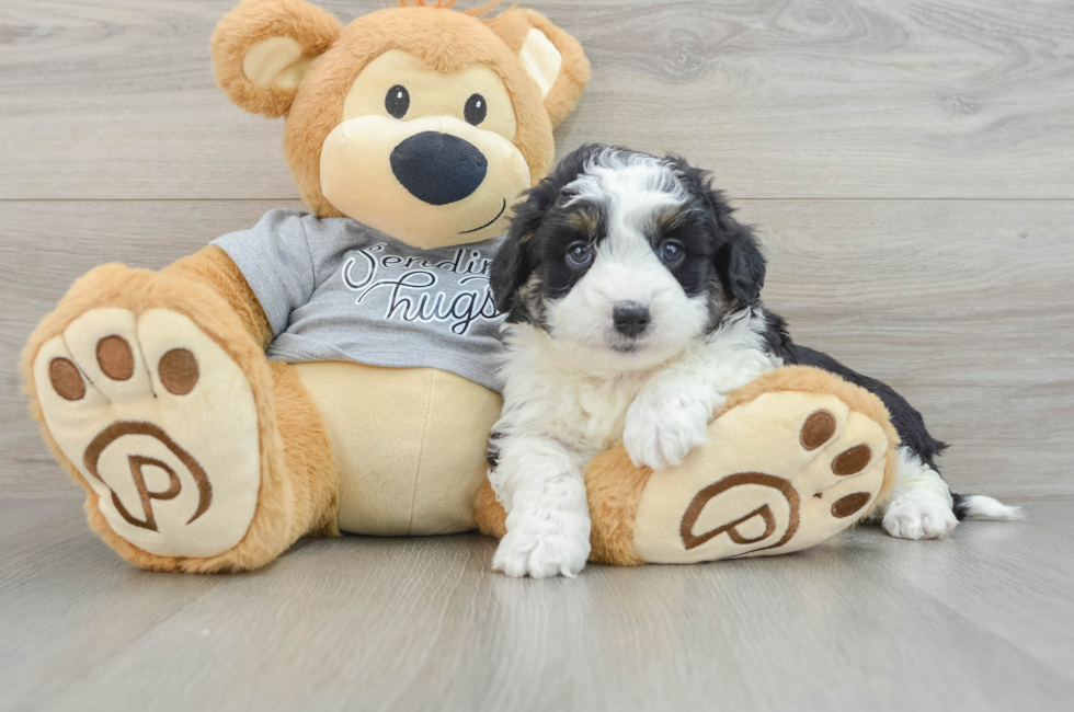 6 week old Mini Aussiedoodle Puppy For Sale - Pilesgrove Pups