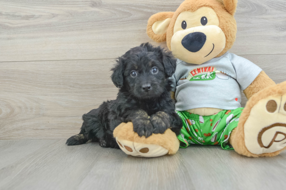 6 week old Mini Aussiedoodle Puppy For Sale - Pilesgrove Pups