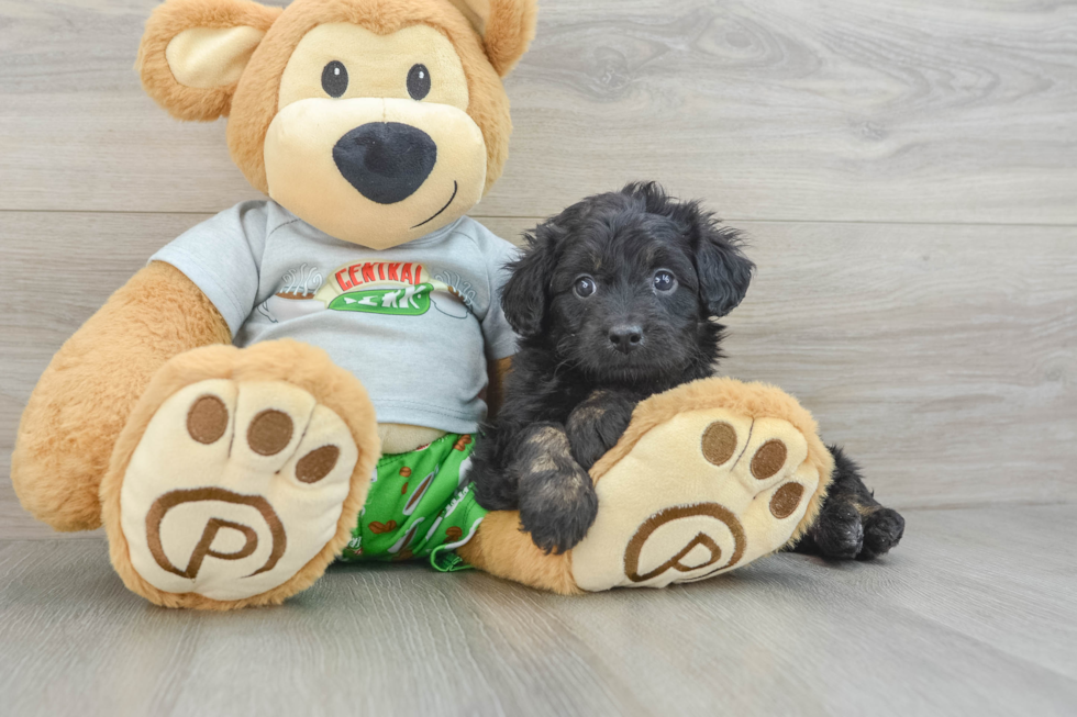 Little Mini Aussiepoo Poodle Mix Puppy