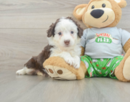 7 week old Mini Aussiedoodle Puppy For Sale - Pilesgrove Pups