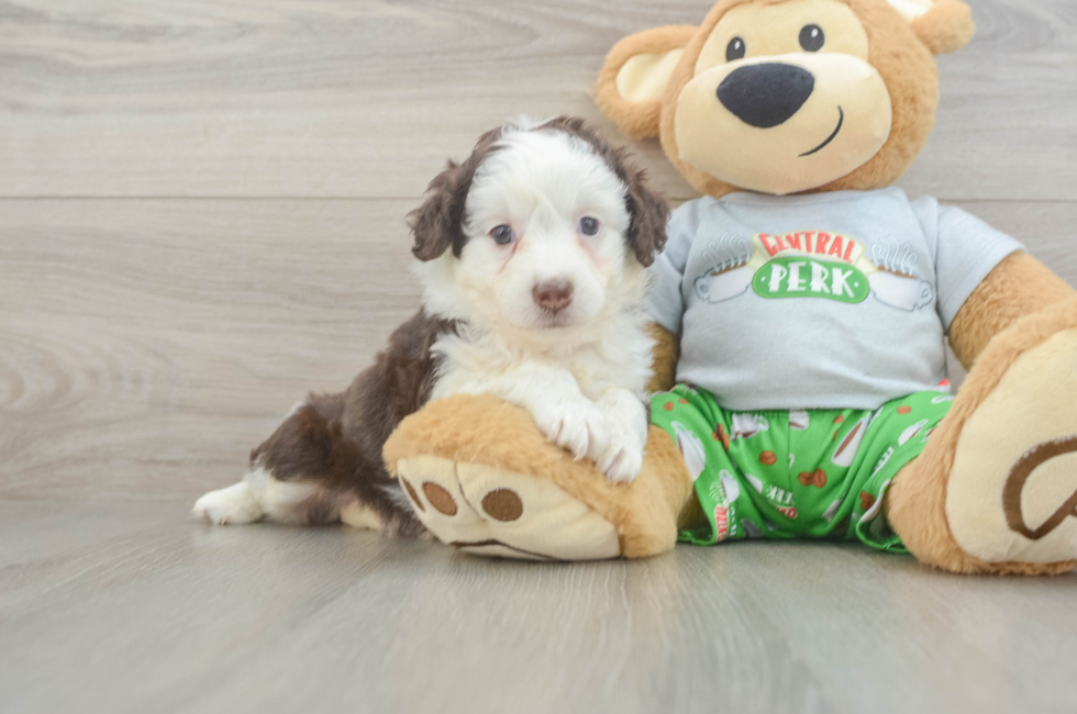 6 week old Mini Aussiedoodle Puppy For Sale - Pilesgrove Pups