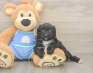 6 week old Mini Aussiedoodle Puppy For Sale - Pilesgrove Pups