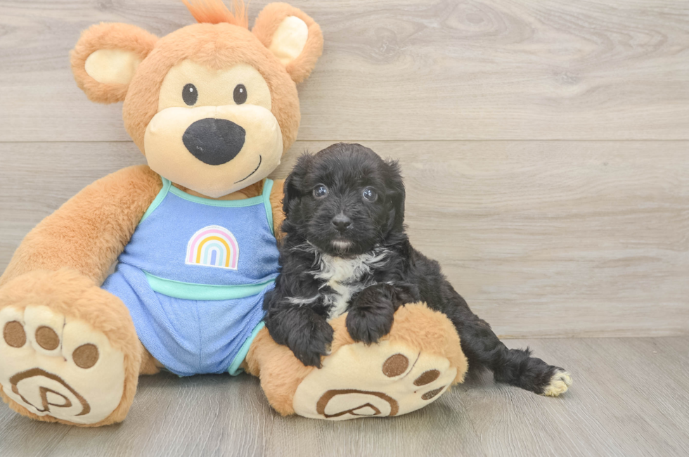 6 week old Mini Aussiedoodle Puppy For Sale - Pilesgrove Pups