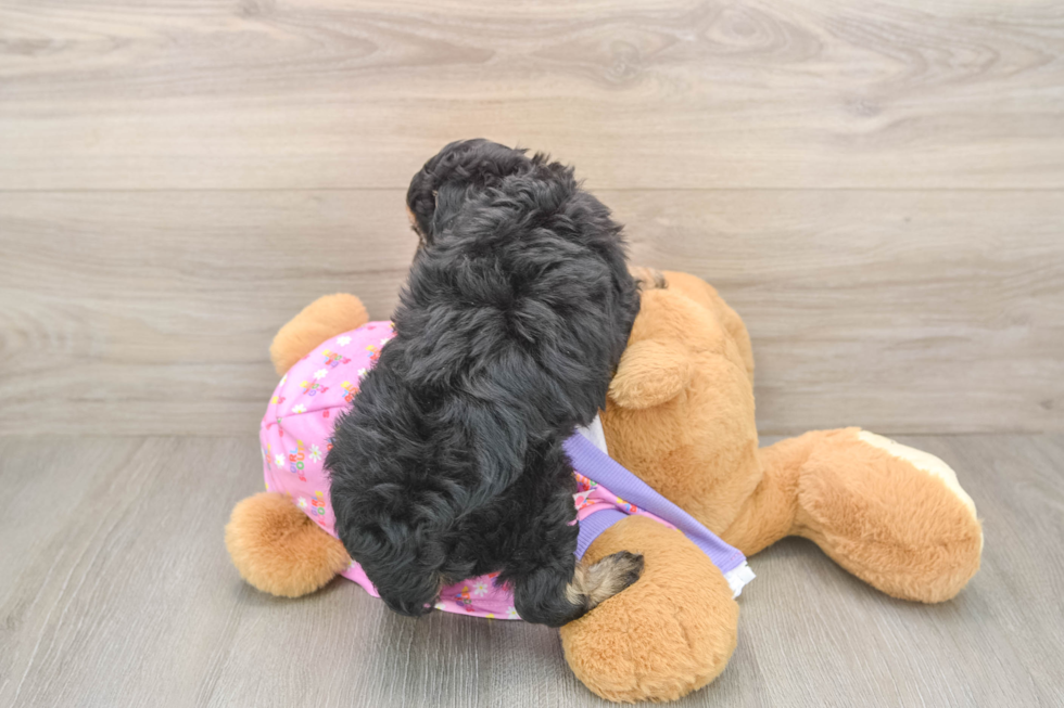 Best Mini Aussiedoodle Baby