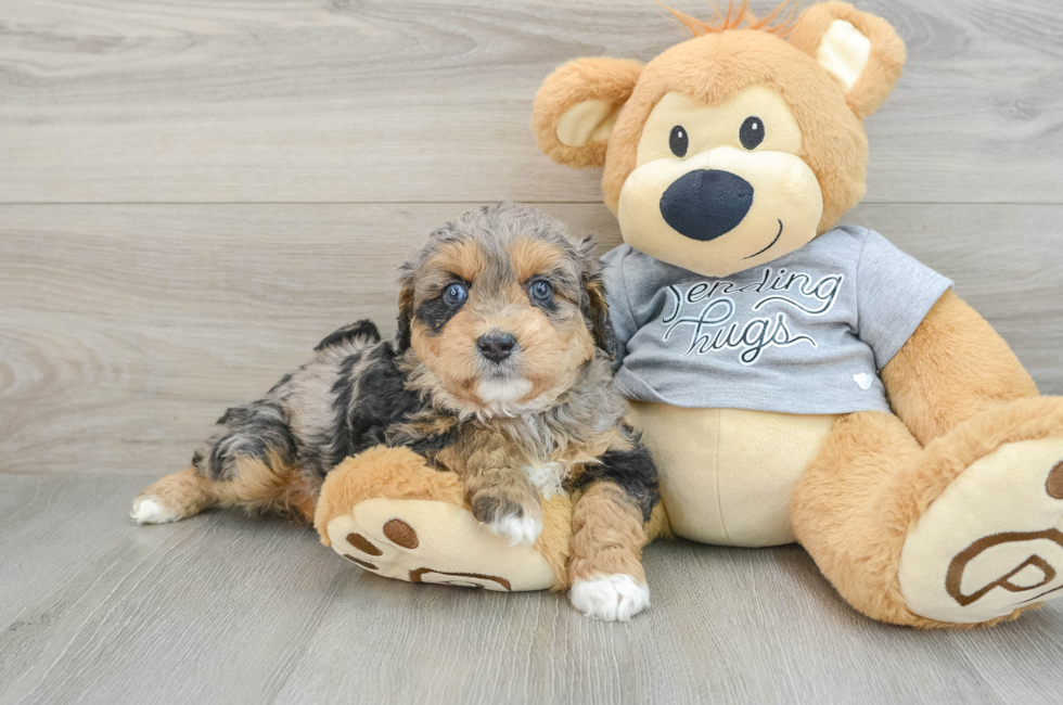 6 week old Mini Aussiedoodle Puppy For Sale - Pilesgrove Pups