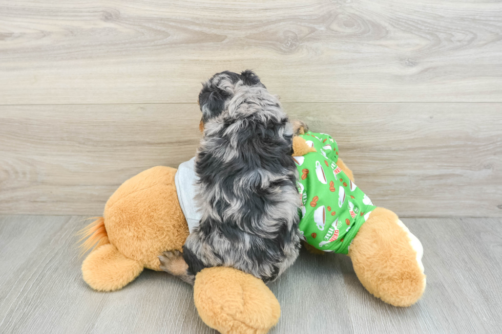 Little Mini Aussiepoo Poodle Mix Puppy