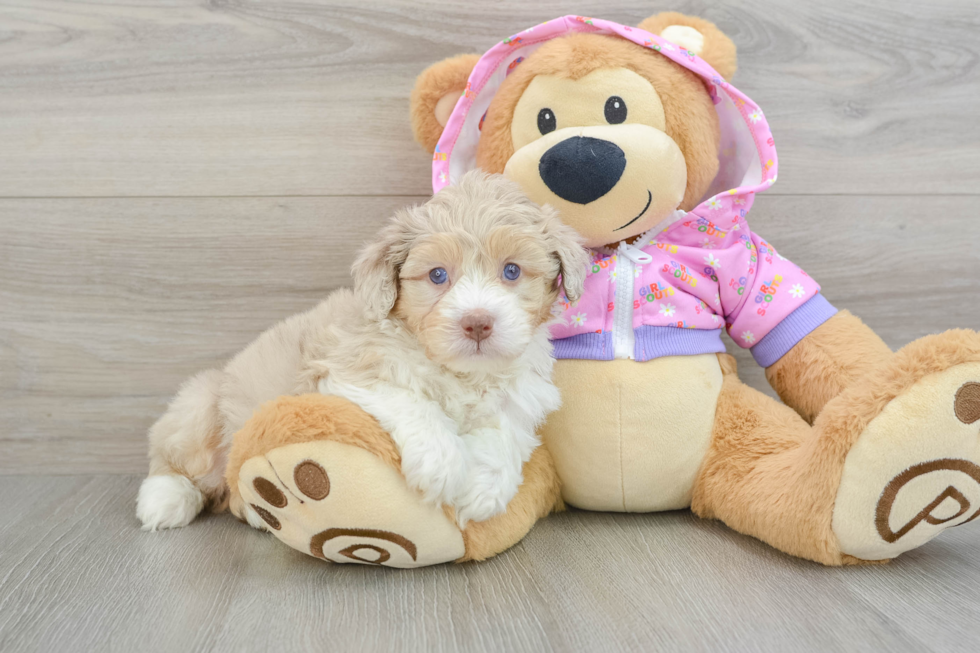 Smart Mini Aussiedoodle Poodle Mix Pup