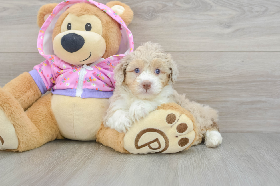 7 week old Mini Aussiedoodle Puppy For Sale - Pilesgrove Pups