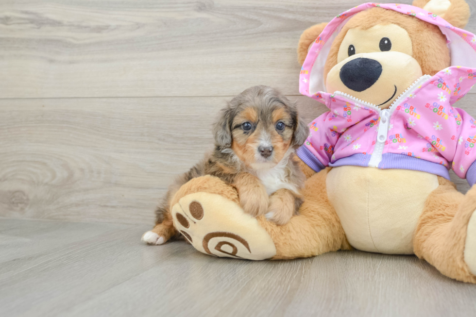 Mini Aussiedoodle Pup Being Cute