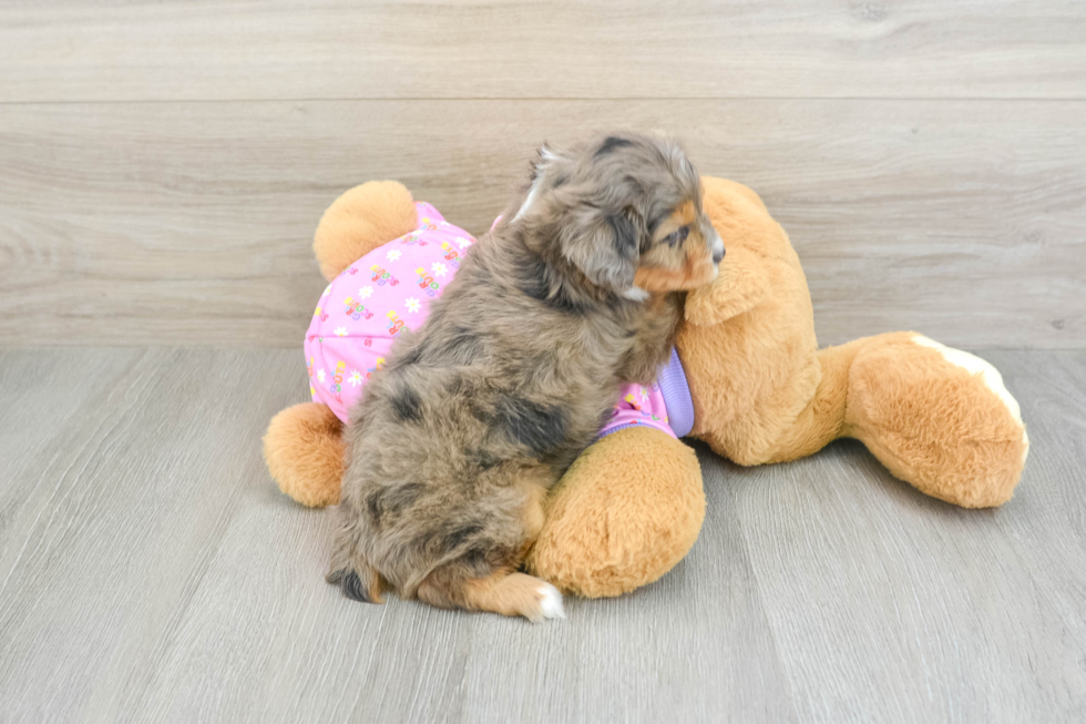 Mini Aussiedoodle Pup Being Cute