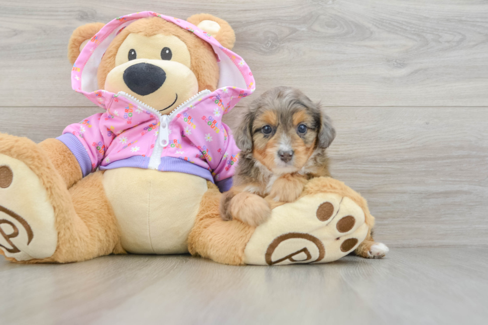 Best Mini Aussiedoodle Baby