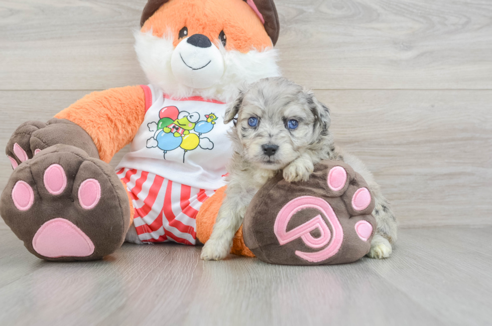5 week old Mini Aussiedoodle Puppy For Sale - Pilesgrove Pups