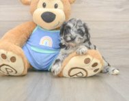 7 week old Mini Aussiedoodle Puppy For Sale - Pilesgrove Pups