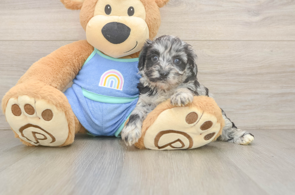 6 week old Mini Aussiedoodle Puppy For Sale - Pilesgrove Pups