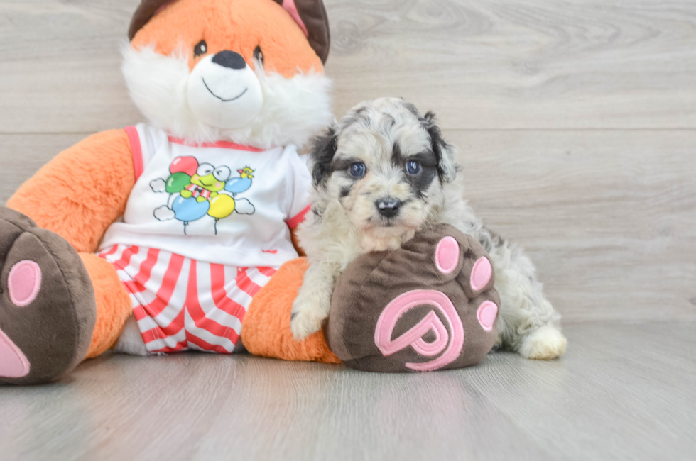 5 week old Mini Aussiedoodle Puppy For Sale - Pilesgrove Pups