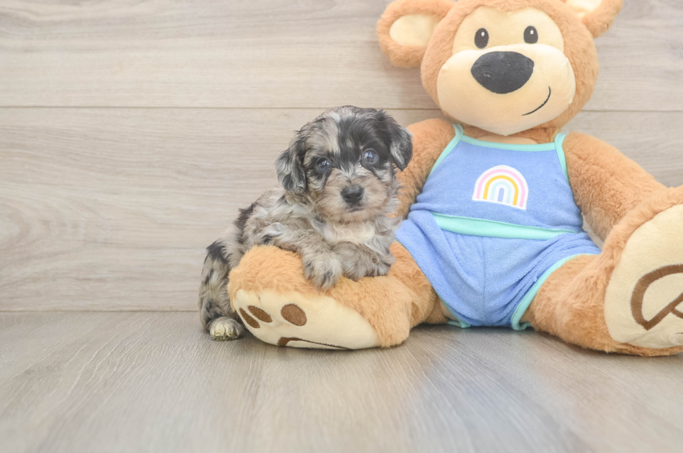 6 week old Mini Aussiedoodle Puppy For Sale - Pilesgrove Pups