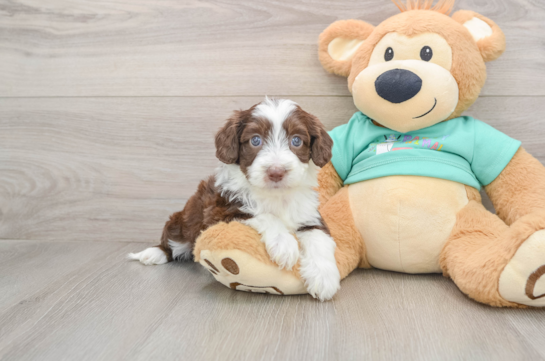 Mini Aussiedoodle Puppy for Adoption