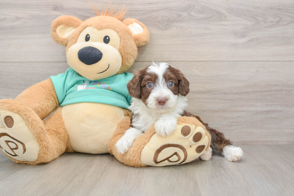 Mini Aussiedoodle Pup Being Cute
