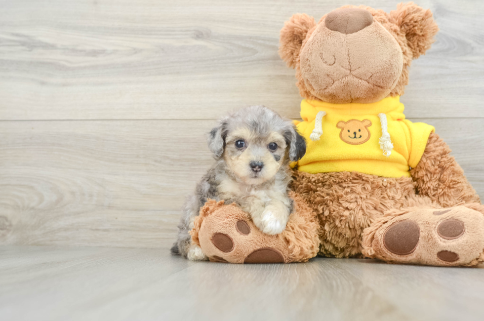 6 week old Mini Aussiedoodle Puppy For Sale - Pilesgrove Pups