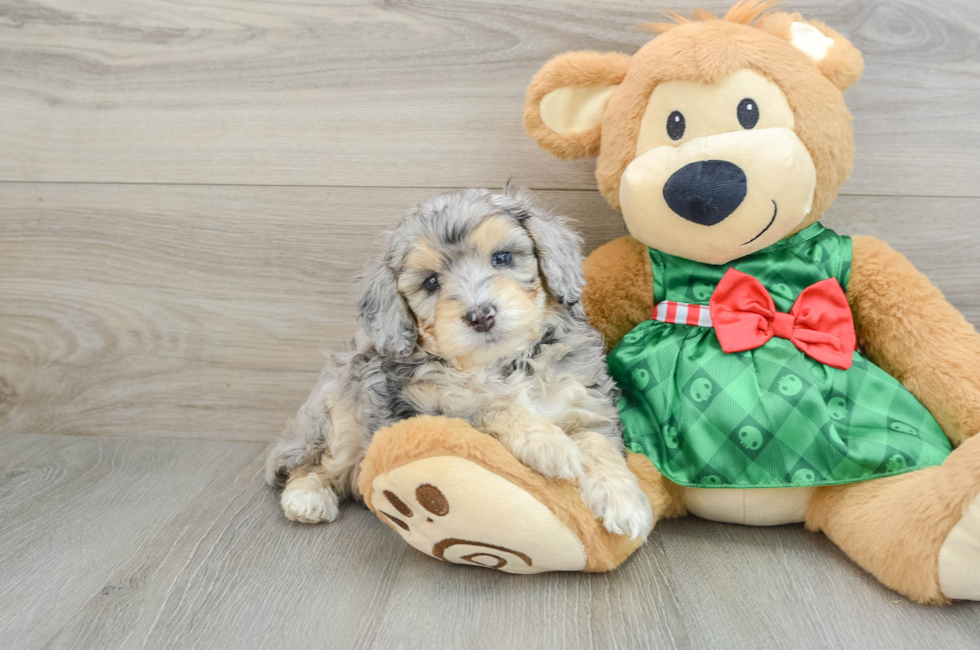 5 week old Mini Aussiedoodle Puppy For Sale - Pilesgrove Pups