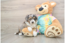 Mini Aussiedoodle Puppy for Adoption