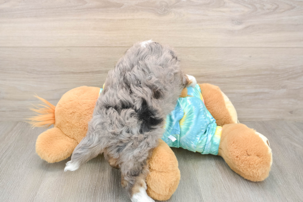 Best Mini Aussiedoodle Baby