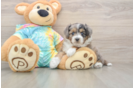 Small Mini Aussiedoodle Baby