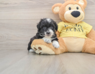 7 week old Mini Aussiedoodle Puppy For Sale - Pilesgrove Pups