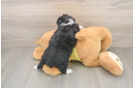 Funny Mini Aussiedoodle Poodle Mix Pup