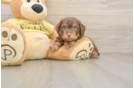 Best Mini Aussiedoodle Baby