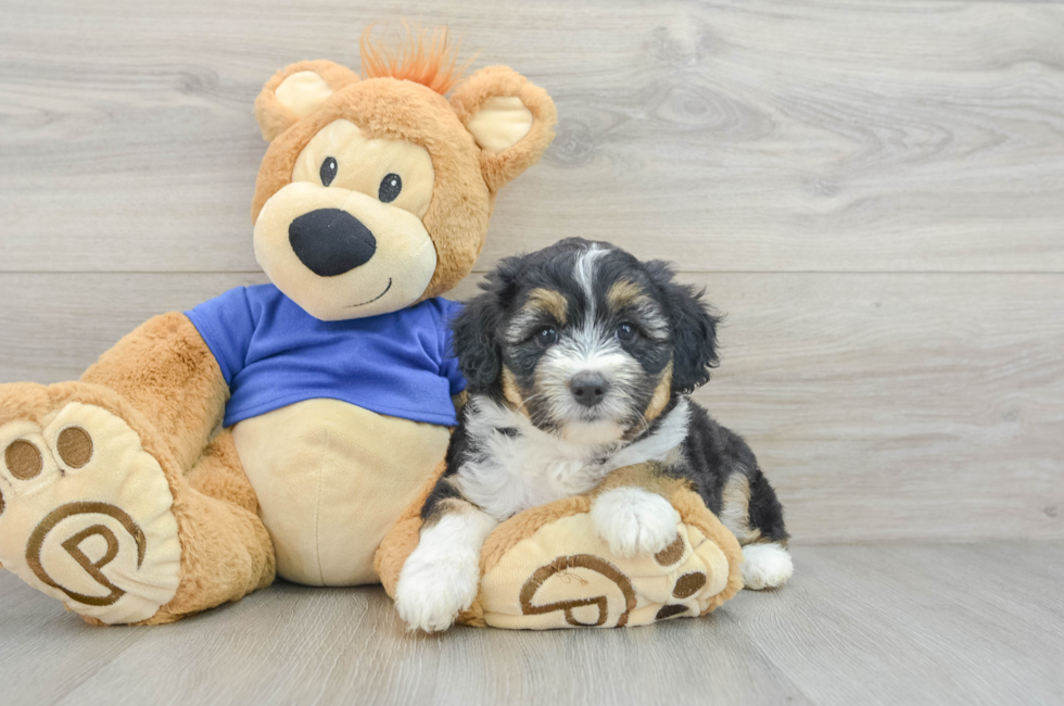 6 week old Mini Aussiedoodle Puppy For Sale - Pilesgrove Pups