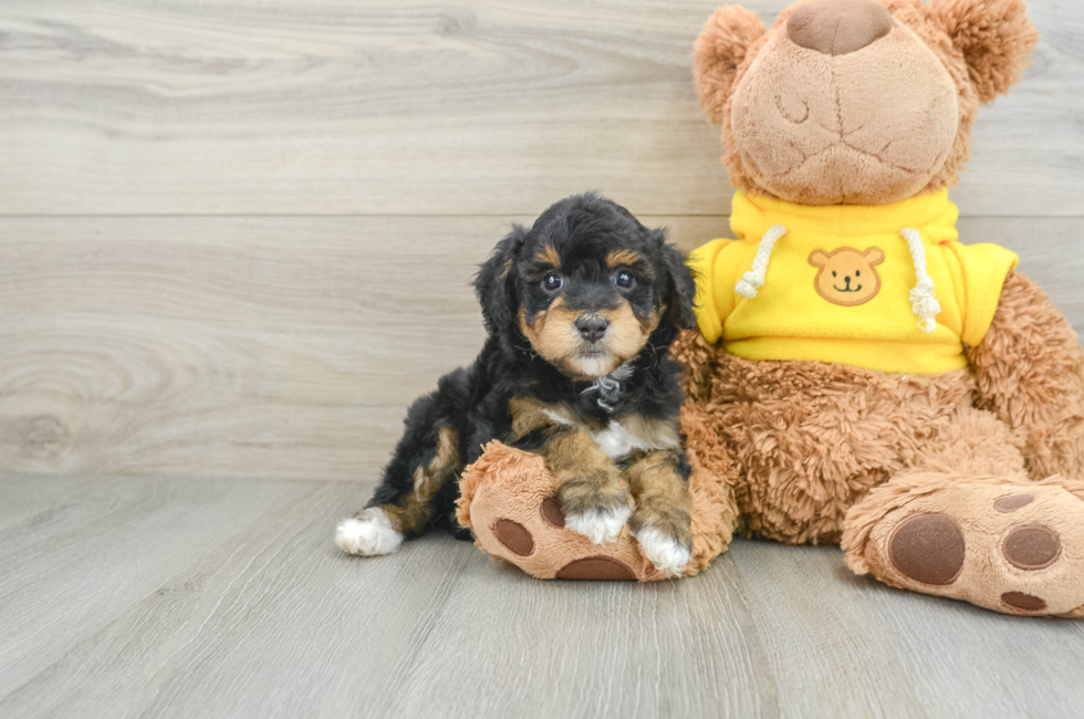 6 week old Mini Aussiedoodle Puppy For Sale - Pilesgrove Pups