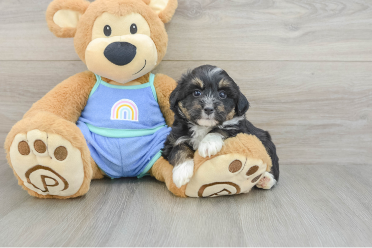 Mini Aussiedoodle Puppy for Adoption