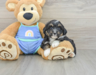 7 week old Mini Aussiedoodle Puppy For Sale - Pilesgrove Pups