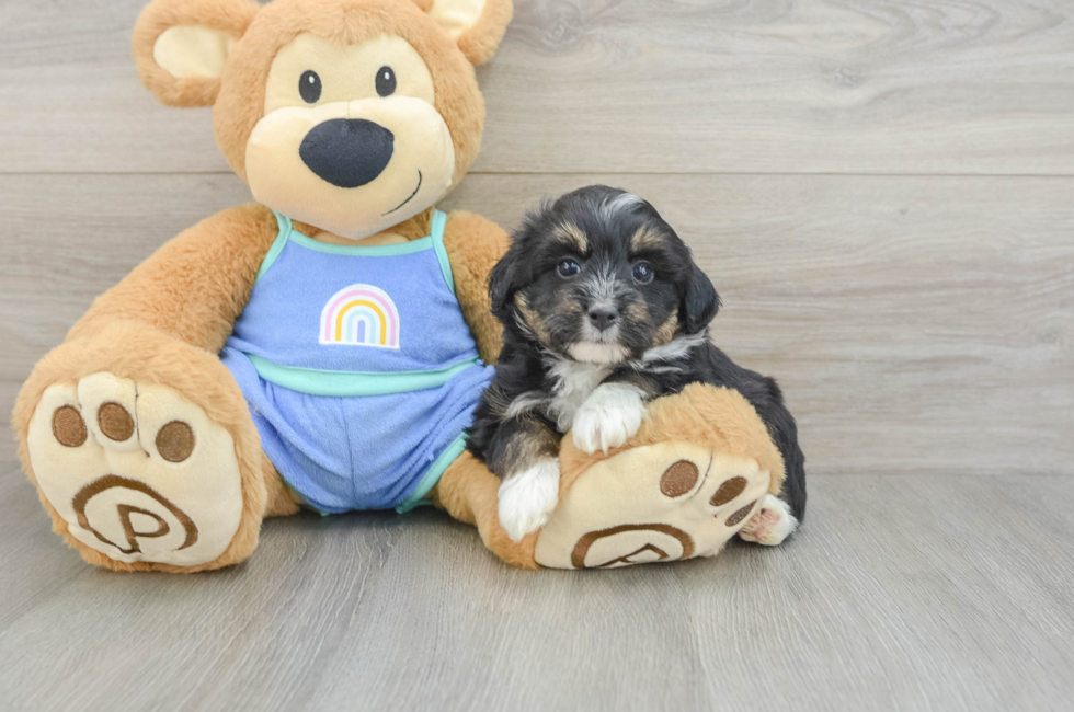 5 week old Mini Aussiedoodle Puppy For Sale - Pilesgrove Pups
